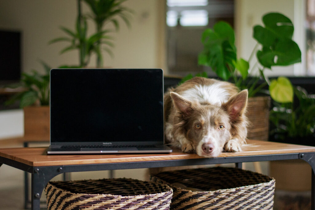Auf einem Tisch steht ein Laptop, daneben liegt ein Hund